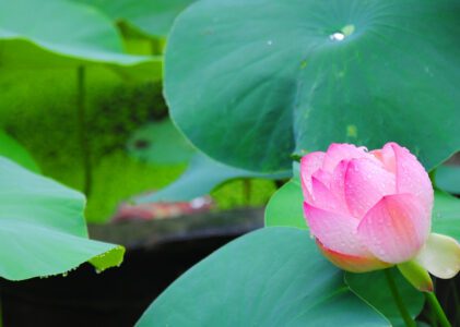 Network Architectural Blueprint of my AI Home Lab: Balancing Compute and Mobility