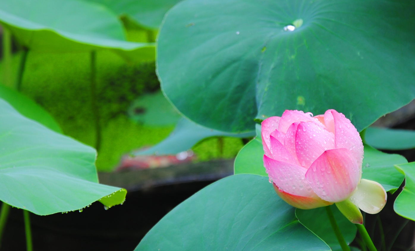 Network Architectural Blueprint of my AI Home Lab: Balancing Compute and Mobility